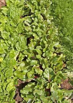 Vegies in rows Stock Photos