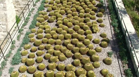 Vegitiation over Los Angeles Stock Footage 460032