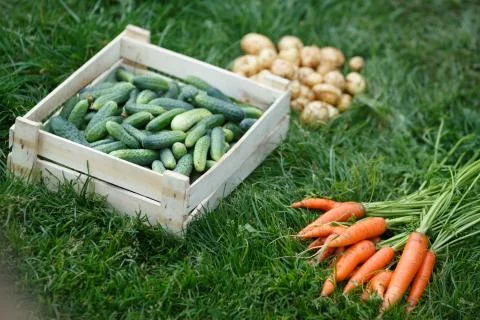 Vehetable harvest Stock Photos