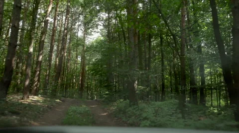 Vehicle driving through a forest Video stock 56241241