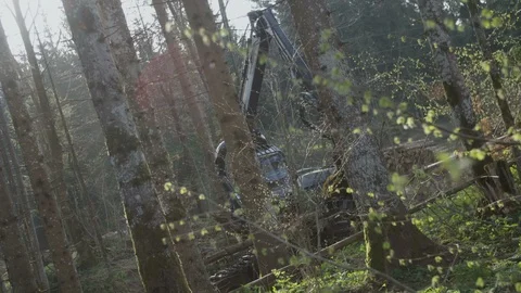 Vehicle with harvester head cutting down trees 스톡 동영상 100328487