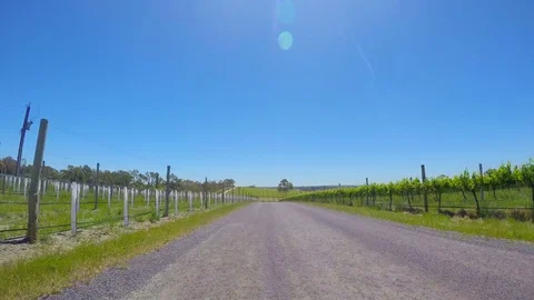 Vehicle POV, driving along bumpy dirt road past rows of young grape vines, in Video stock 83497338