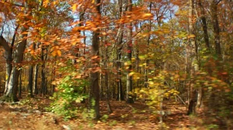 Vehicle shot of a forest during Fall (LP-Voorhees-122) 스톡 동영상 8930811