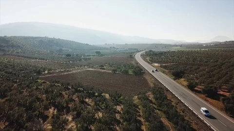 Vehicles moving on a road surrounded by olive tree fields, Spain, Europe Stock Footage 95419765