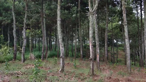 Vehicles passing through the mountainous forest Stock Footage 218230694