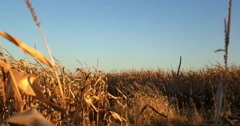 Vehicular Traffic Casts Shadows on Corn Stalks Stock-Footage 277172977