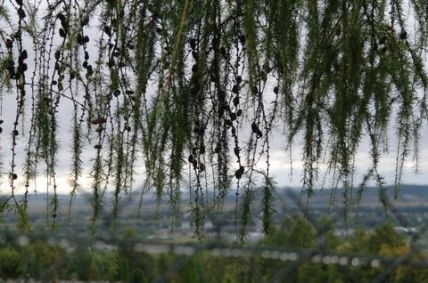 Veil branch Stock Photos