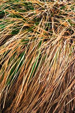 Veil of dry grass Stock Photos