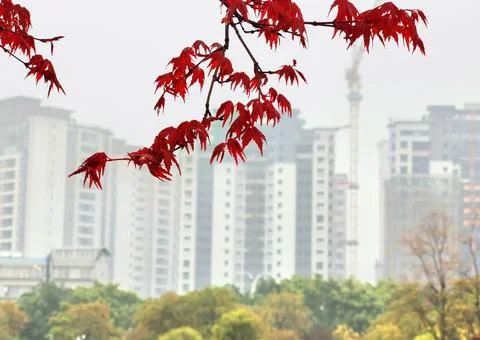 The Veil of Rain Enveloped Stock Photos