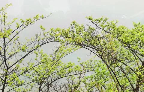 The Veil of Rain Enveloped Stock Photos
