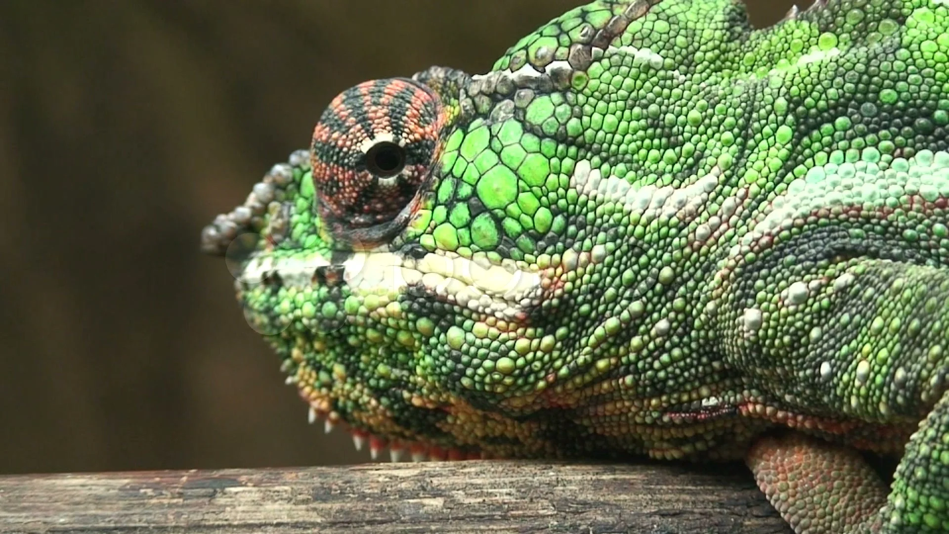 Two Chameleons Stock Footage Royalty Free Stock Videos Pond5