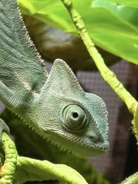 Veiled Chameleon Close Up Stock Photos