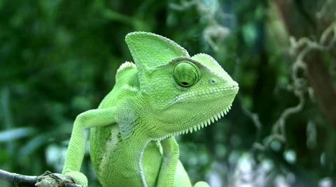 Veiled Chameleon Stock Footage 810495