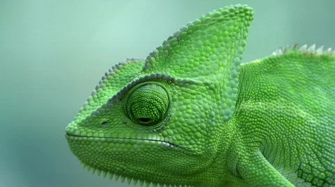 Veiled Chameleon Stock Footage