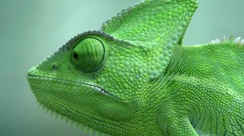 Veiled Chameleon Stock Footage 810503