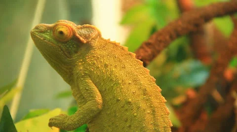 Veiled Chameleon Video stock 38718401