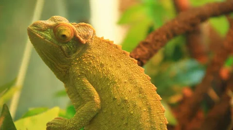 Veiled Chameleon 動画素材 38718405