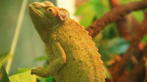 Veiled Chameleon Видео 38718545
