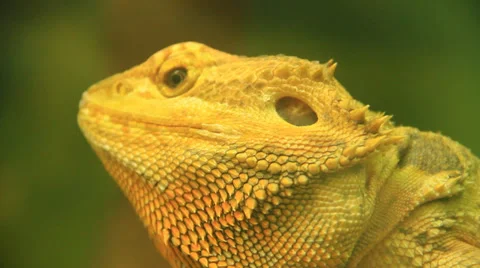 Veiled Chameleon Vídeos de archivo 38718569