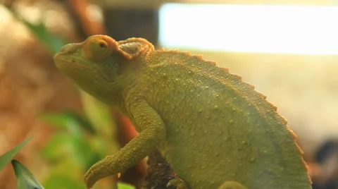 Veiled Chameleon 库存影片 38718607