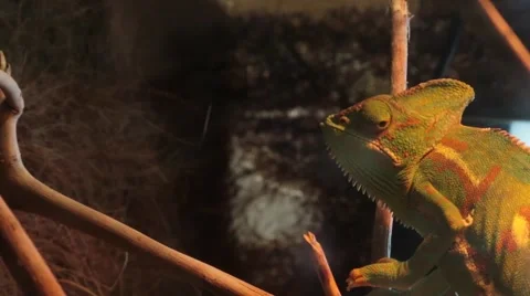 Veiled Chameleon Stock Footage 46947201