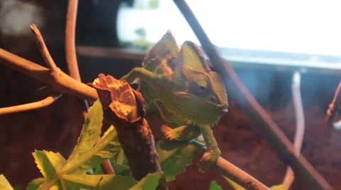 Veiled Chameleon 動画素材 46948530