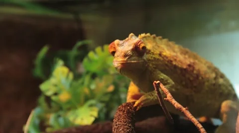 Veiled Chameleon Stock Footage 46992703