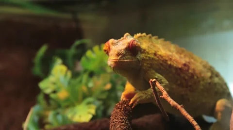 Veiled Chameleon Stock Footage 46993606