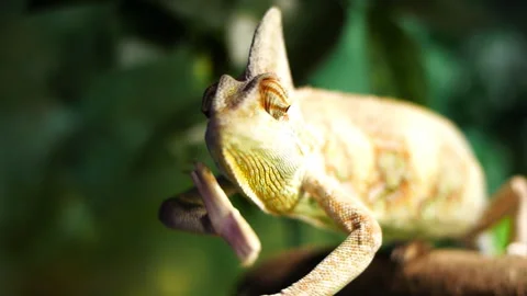 Veiled chameleon Stock Footage 132615268