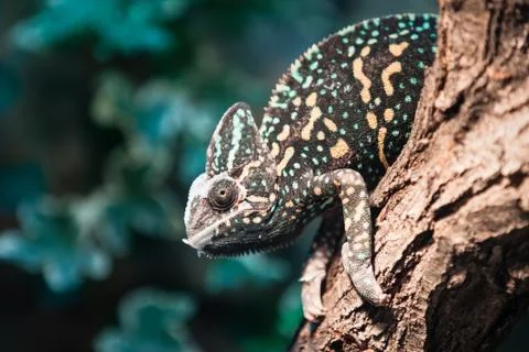 A veiled chameleon lizard Stock Photos
