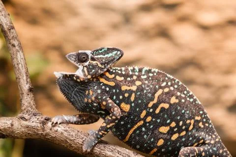 A veiled chameleon lizard Stock Photos