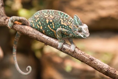 A veiled chameleon lizard Stock Photos