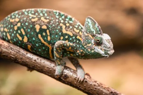 A veiled chameleon lizard Stock Photos