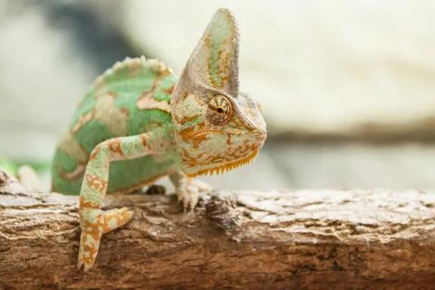 A veiled chameleon lizard Foto stock