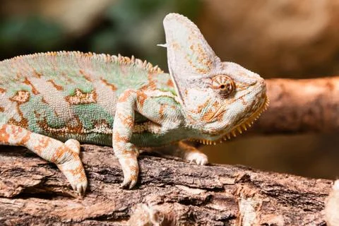 A veiled chameleon lizard Foto stock