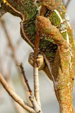 Veiled chameleon Stock Photos