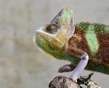 Veiled Chameleon Stock Photos