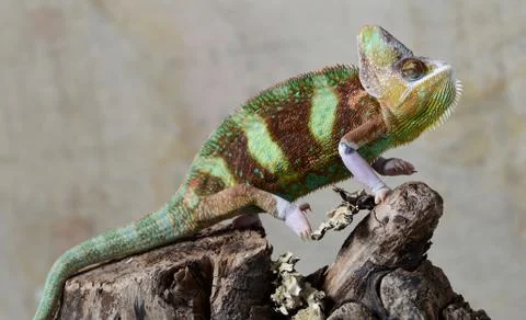 Veiled Chameleon Stock Photos