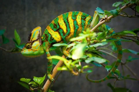Veiled chameleon Stock Photos