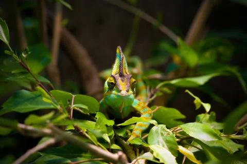 Veiled chameleon Stock Photos
