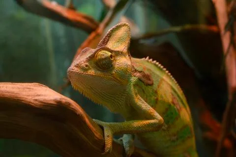 Veiled chameleon Stock Photos
