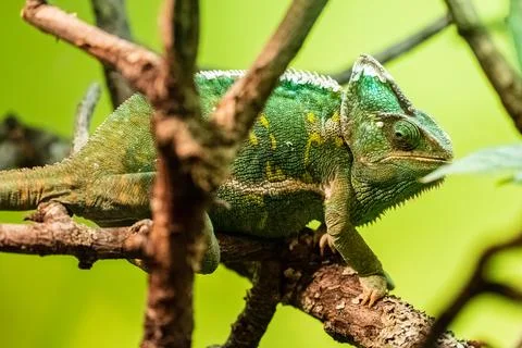 Veiled Chameleon Stock Photos