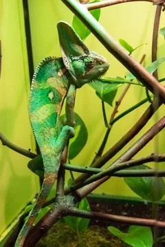 Veiled Chameleon Stock Photos