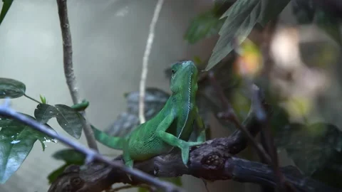 Veiled chameleon on tree branch Stock Footage 219882236