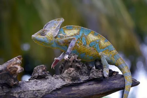 Veiled chameleon trying to catch its prey Stock Photos