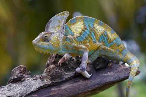 Veiled chameleon trying to catch its prey Stock Photos