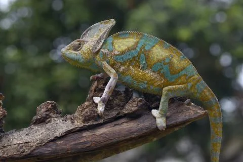 Veiled chameleon trying to catch its prey Stock Photos