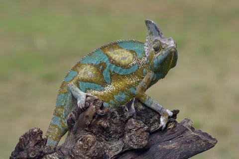 Veiled chameleon trying to catch its prey Stock Photos