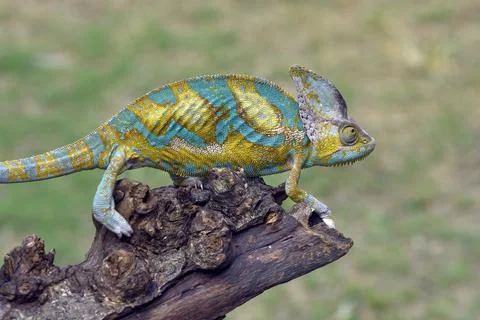 Veiled chameleon trying to catch its prey Stock Photos