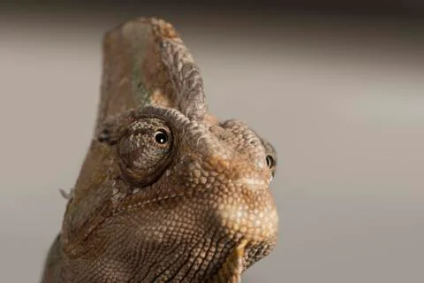Veiled chameleon (Yemen chameleon) (Chamaeleo Calyptratus), captive, United Stock Photos